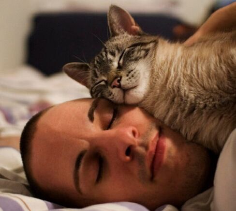 นอนกับแมวเป็นสาเหตุของการรบกวนของปรสิต